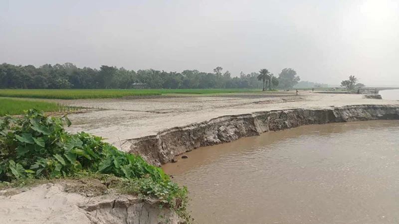 পদ্মায় পানি বাড়তেই গোয়ালন্দে তীব্র নদীভাঙন, ঝুঁকিতে বসতভিটা-স্থাপনা