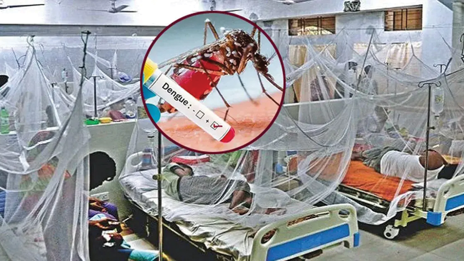 ডেঙ্গুতে একদিনে ৯ জনের মৃত্যু, হাসপাতালে ভর্তি ১ হাজার ৯০২